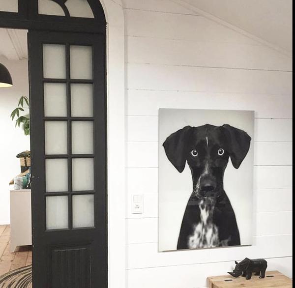 living room with cool art display of dog by hk living usa