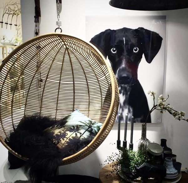 living room with large hanging chiar and wall art of dog photo